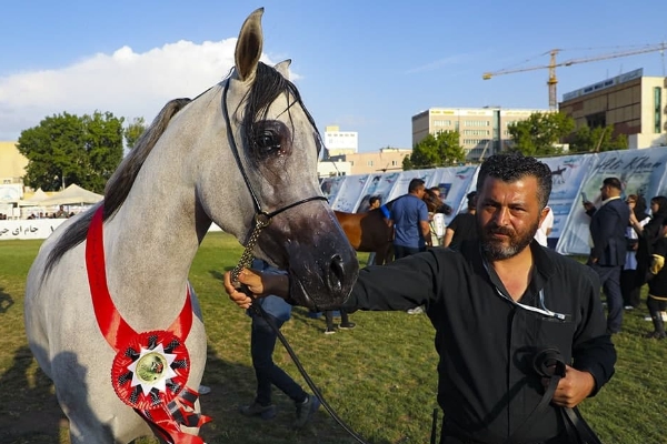 دومین جشنواره ملی زیبایی اسب عرب در اردبیل+ عکس