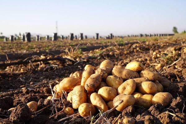 شاهکار تنظیم بازار؛ سیب زمینی ۳۵ هزار تومانی، ارمغان تدبیر یا بی‌تدبیری؟